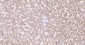 ALDH1L1 Recombinant Rabbit mAb